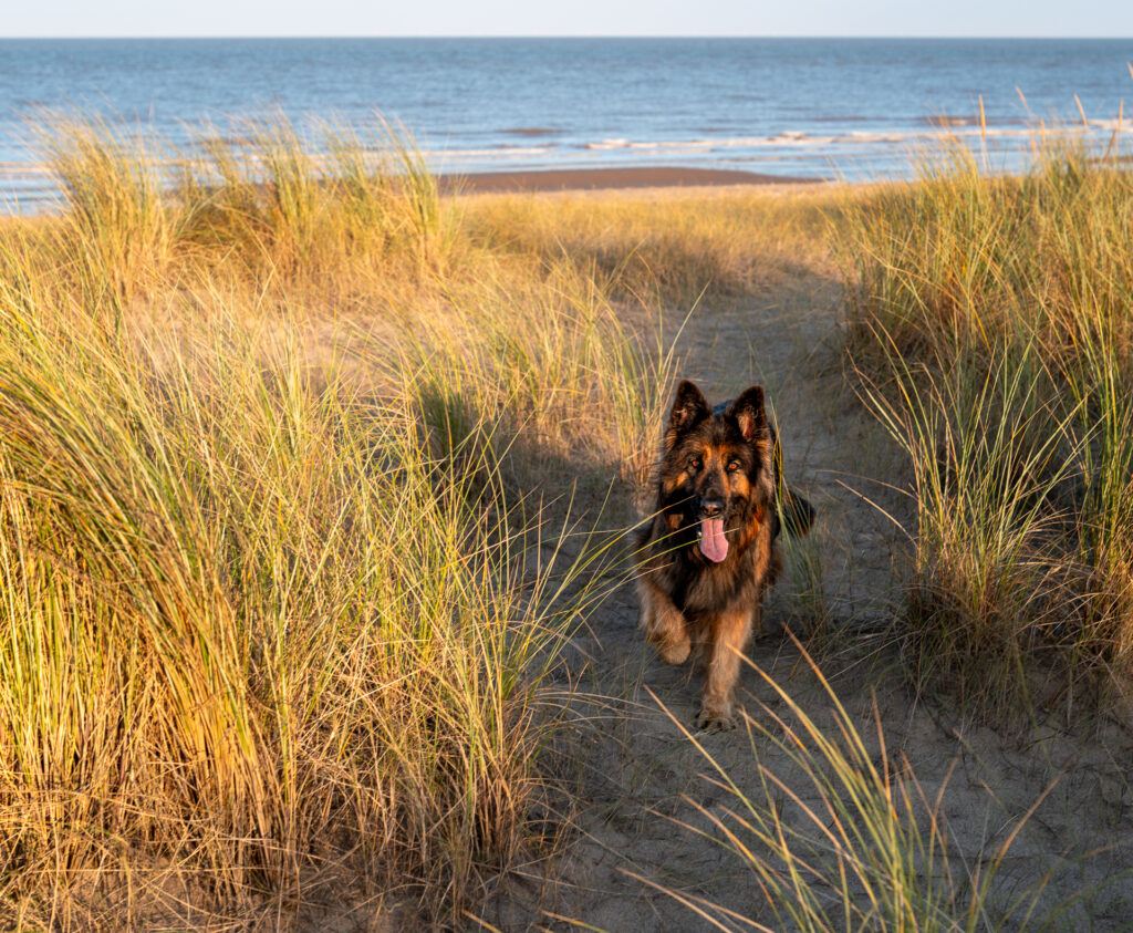 Jasmin Camping is Dog Friendly